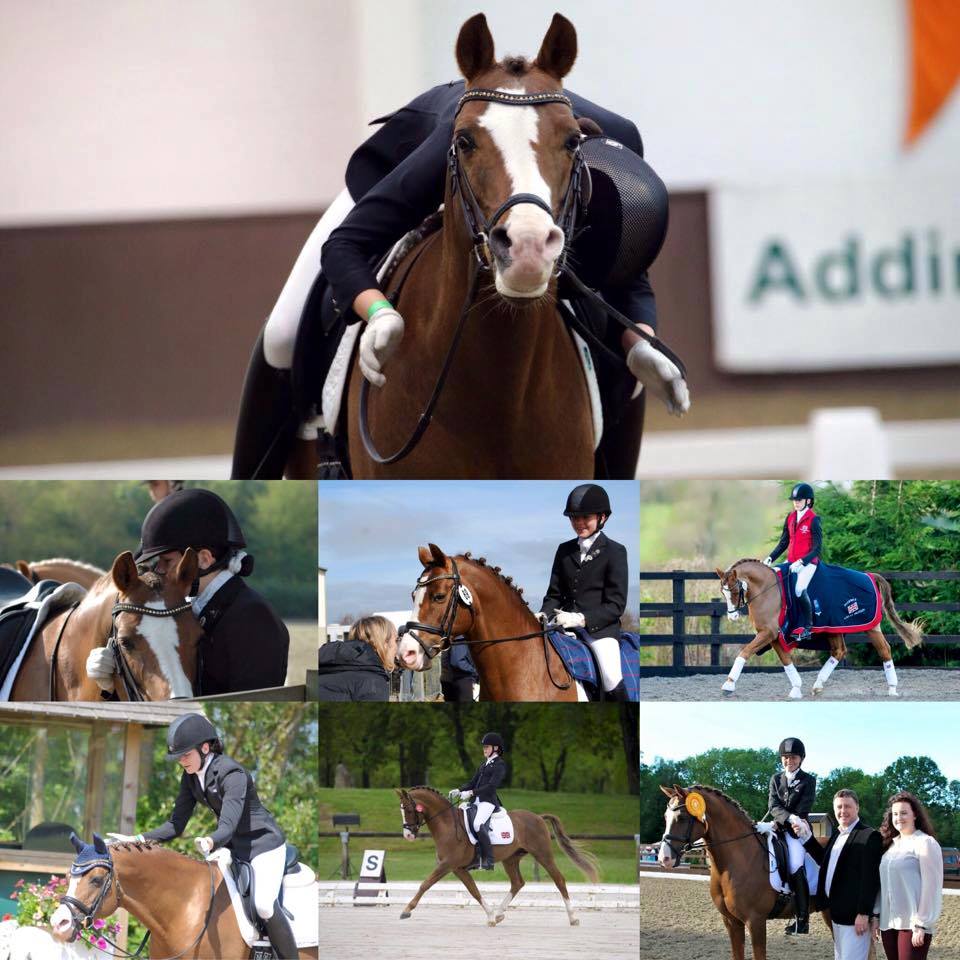 Bernwode Brokat | Approved German Riding Pony Stallion