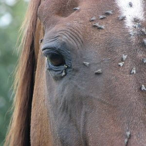 Fly-Repellent-For-Horses
