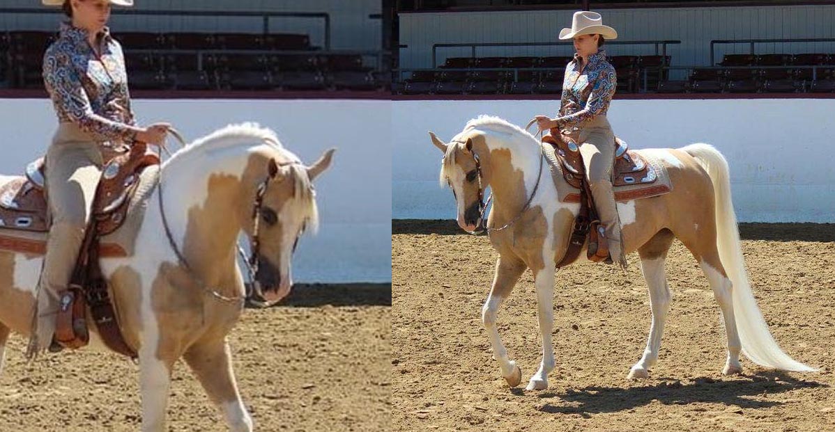 Xtreme Delite Half Arabian Palomino Tobiano Pinto Mare
